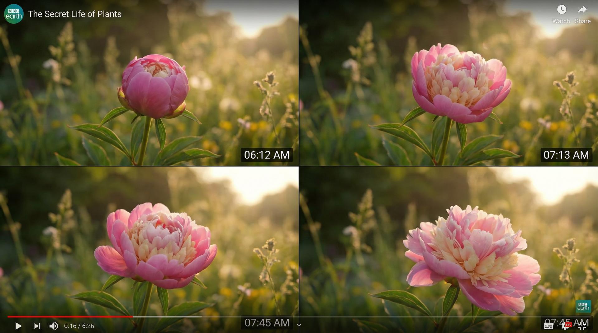 麻豆传媒植物视频